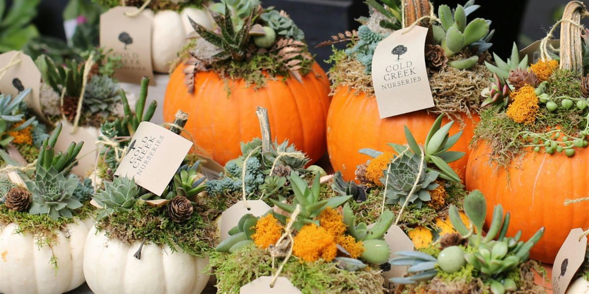Pumpkin Succulent Workshop, 11 October | Event in Aiken | AllEvents