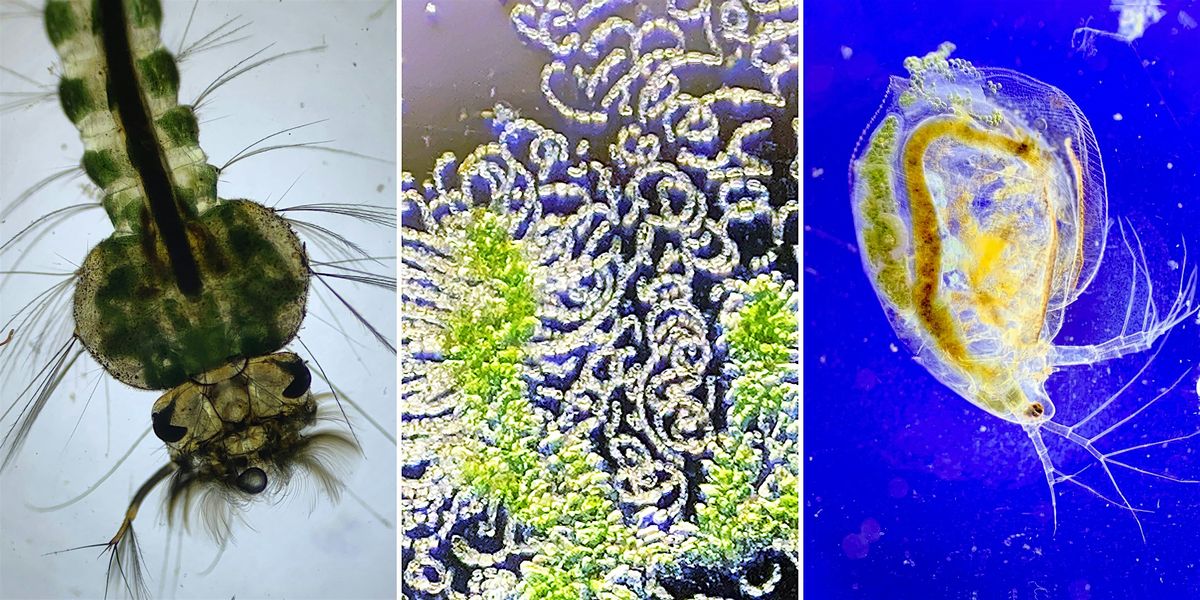 The Microscopic Life of Pennsylvania Waters | Online Event | AllEvents