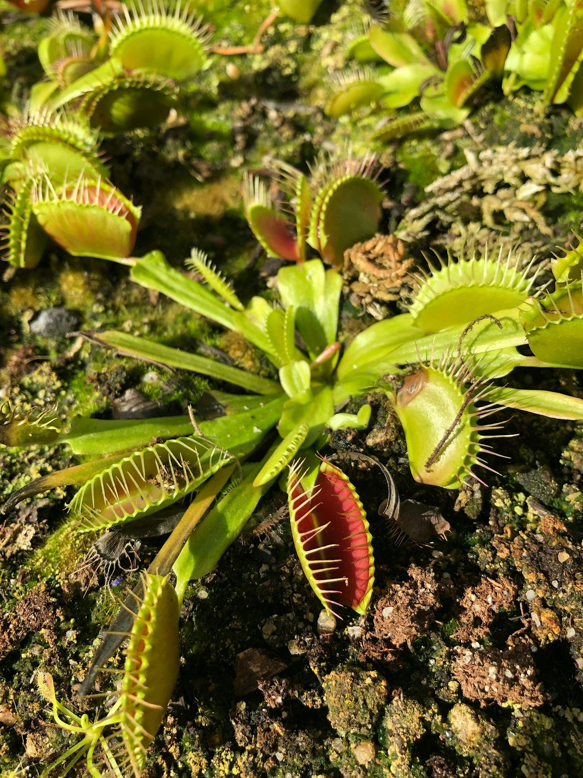 Carnivorous Plant & Bog Garden Workshop, 16 August | Event in Washington | AllEvents