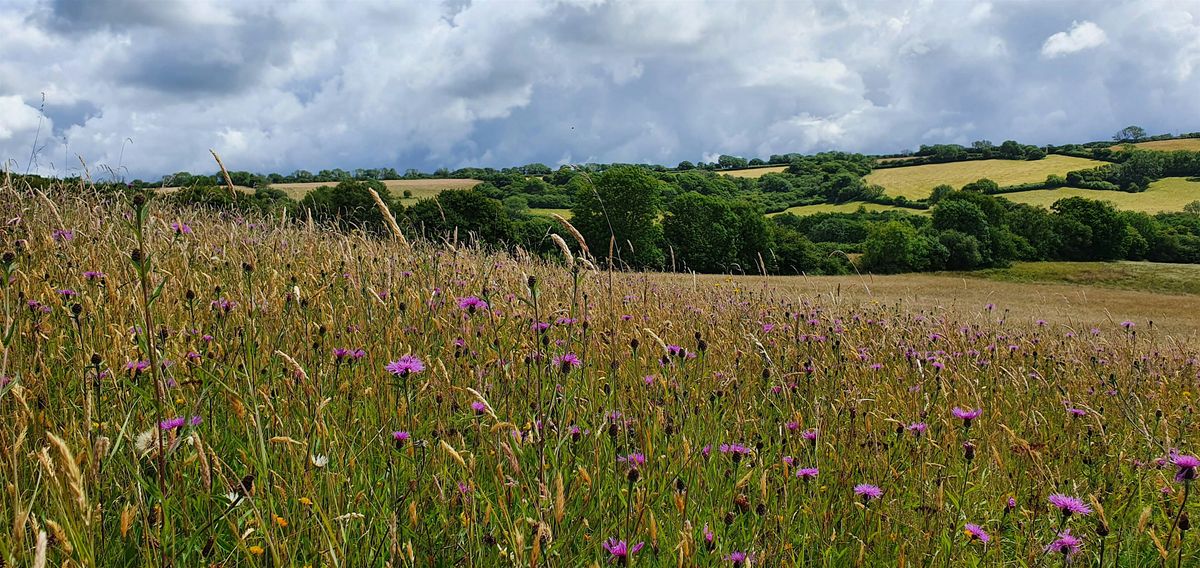 Meadow Walk with Matt Harcourt, 9 July | Event in Toller Porcorum | AllEvents