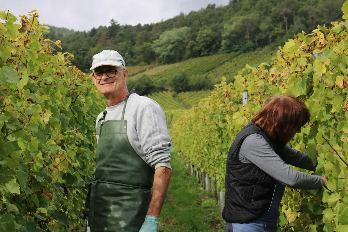 An Afternoon in Alsace with Garneau Block, 18 October | Event in Edmonton | AllEvents