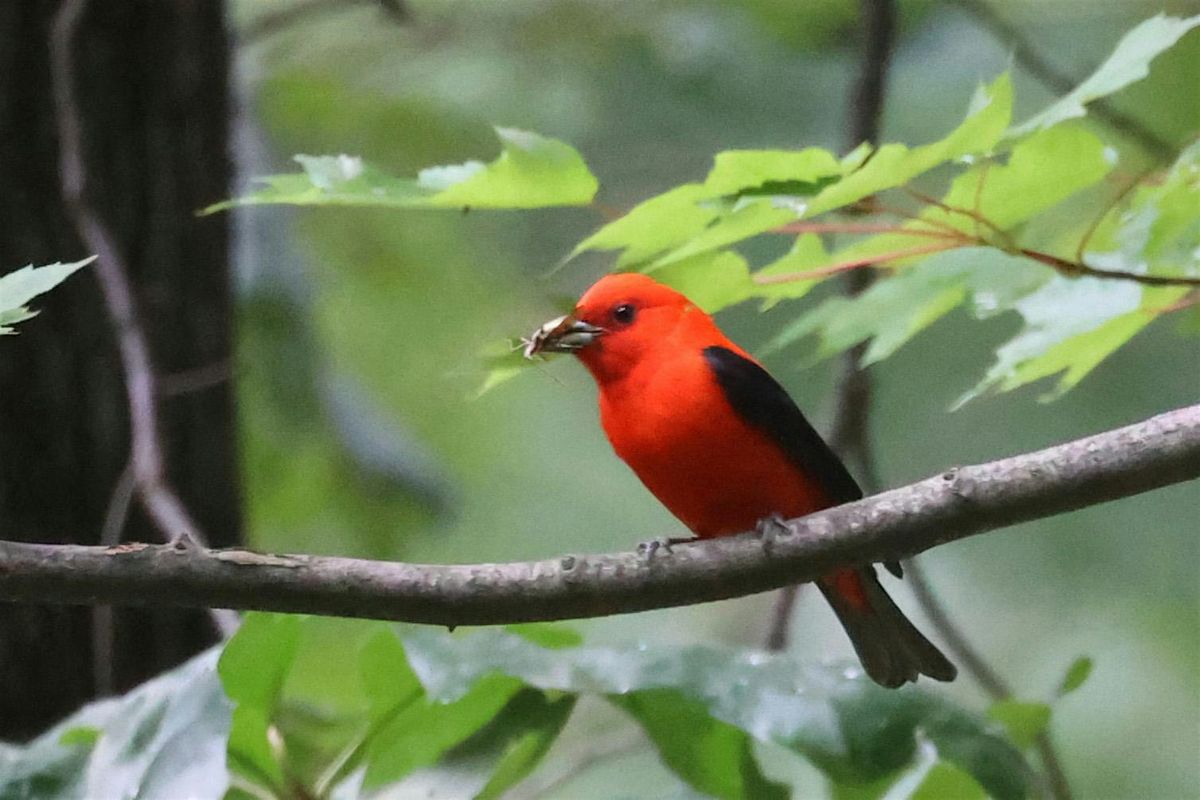 Rolling Ridge Bird Walk, 11 November | Event in Harpers Ferry | AllEvents
