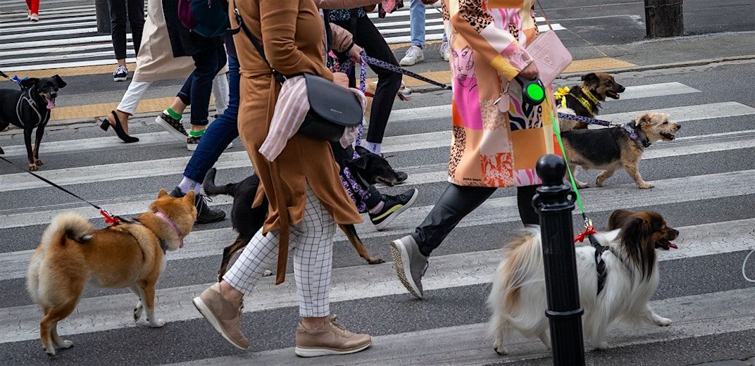 Market Street Pack Walk | Event in San Francisco | AllEvents