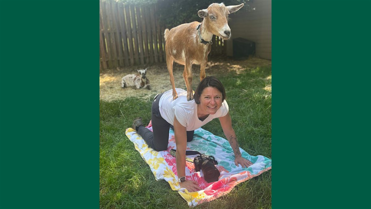 Goat Yoga in Arlington (Indoor), 23 August | Event in Arlington | AllEvents