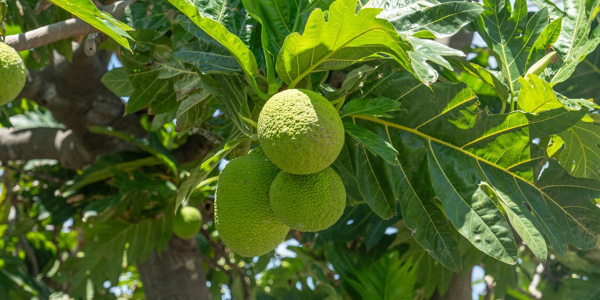 Lā ʻUlu 2025 (Breadfruit Day), 6 September | Event in Kahului | AllEvents
