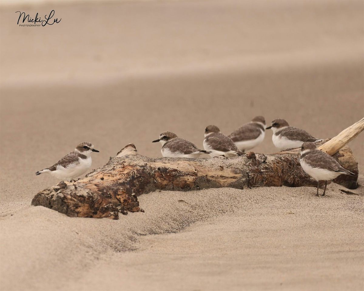Summer Plover Spotting!, 17 August | Event in Cloverdale | AllEvents