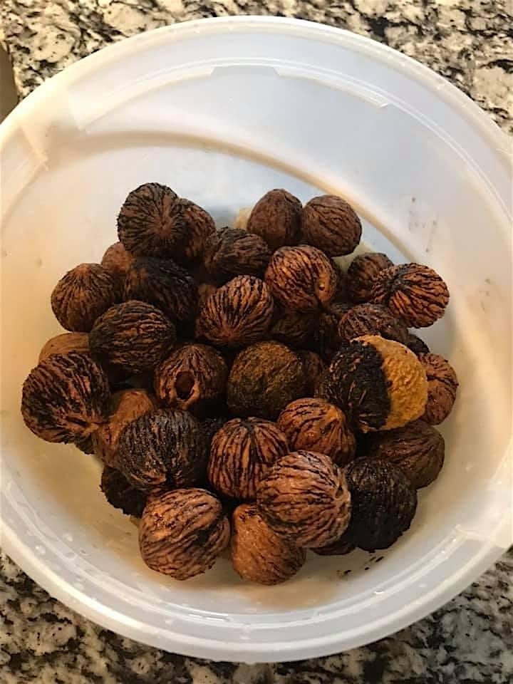 Fall Forest Treasures: Fungi & Nut Foraging Expedition, 9 November | Event in Henderson | AllEvents