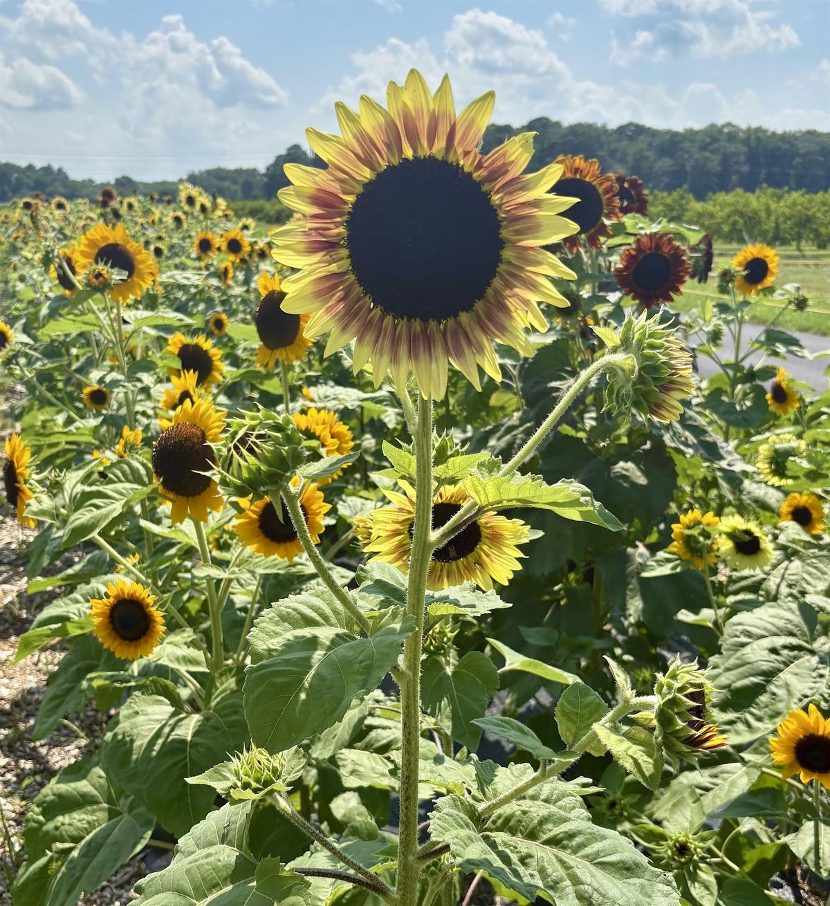 Sip n' Snip at Bennett Orchards featuring Our Harvest, 7 August | Event in Frankford | AllEvents