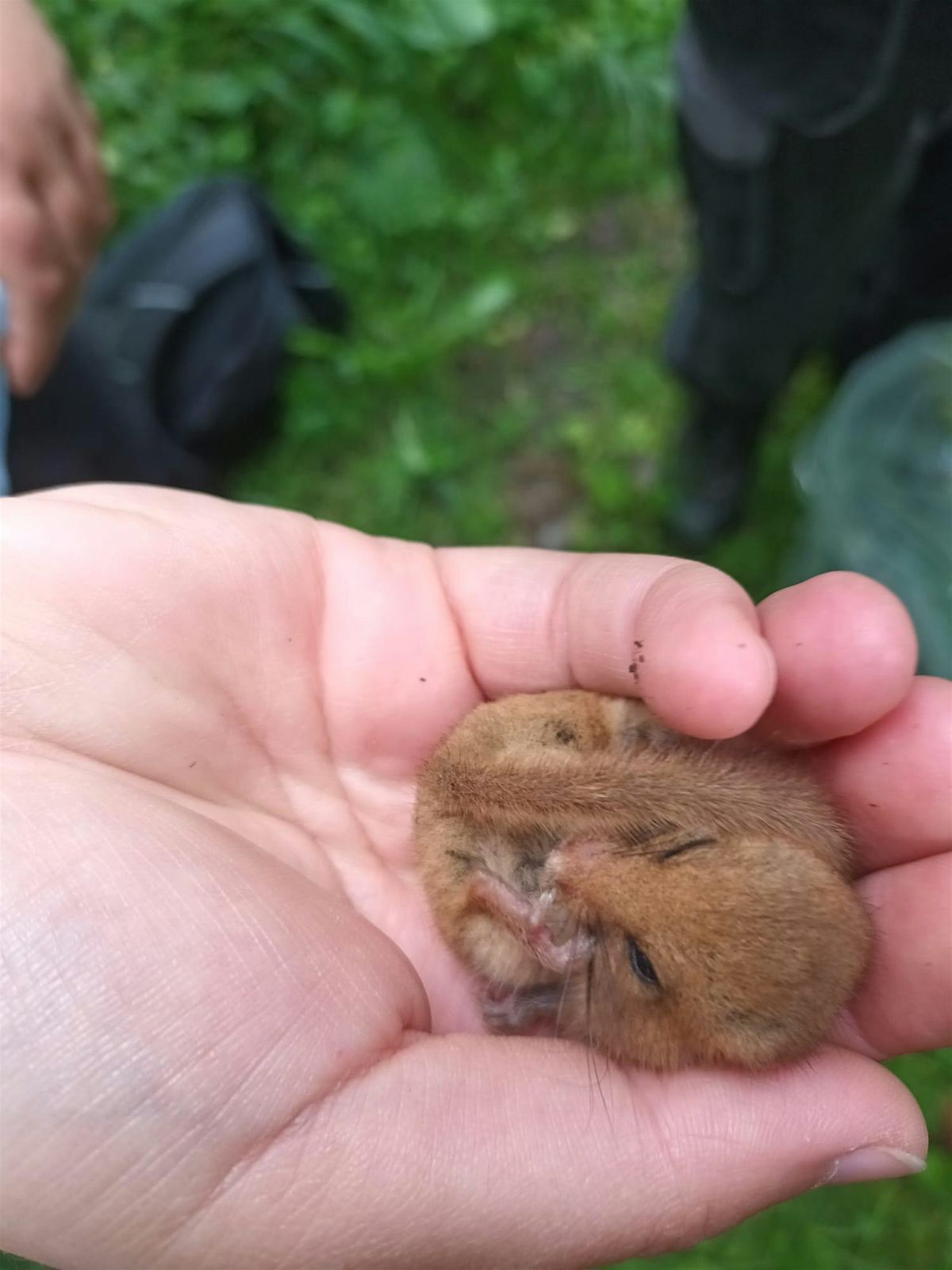Sutton Bingham May Dormouse Survey, 20 May | Event in Sutton Bingham | AllEvents