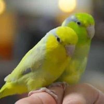 Madison Bird Fair