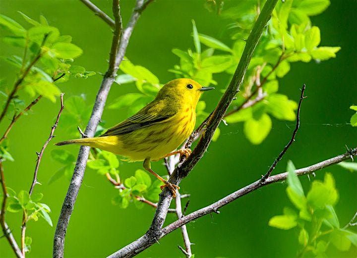 Beginner Bird Walk: Bethine Church River Trail, 15 June | Event in Boise | AllEvents