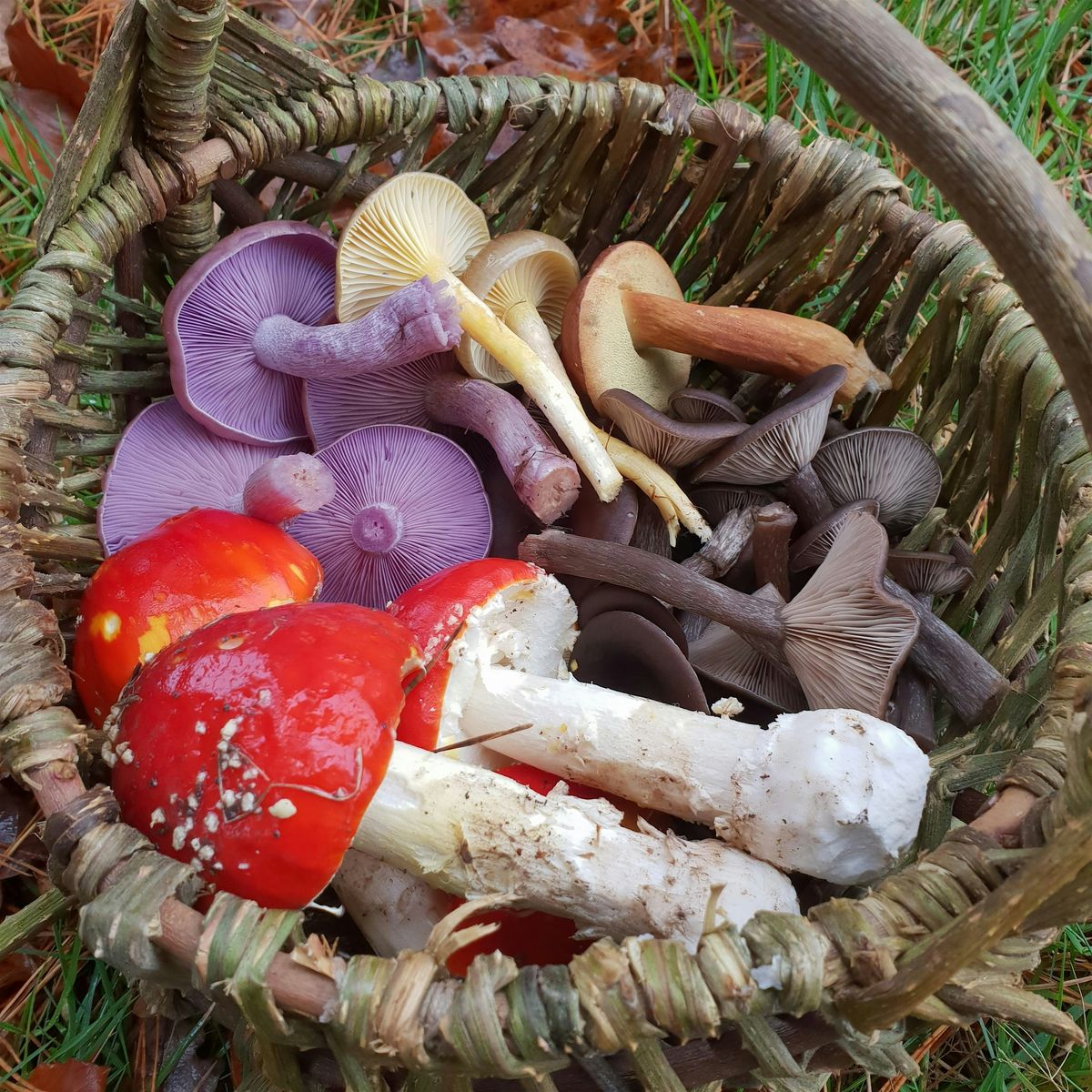 Fungi Identification (beginner and intermediate), 5 October | Event in Forest Row | AllEvents