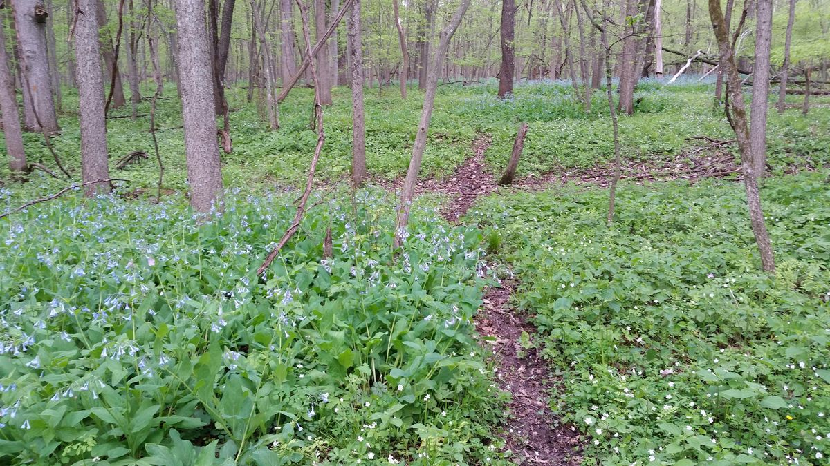 Old-Growth Forest Celebration: Dolan Nature Sanctuary- Kent County, MI, 13 May | Event in Alto | AllEvents