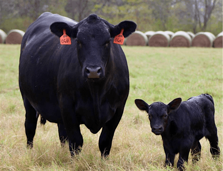 Beef Cattle Profitability and Outlook, 10 June | Event in Florence | AllEvents