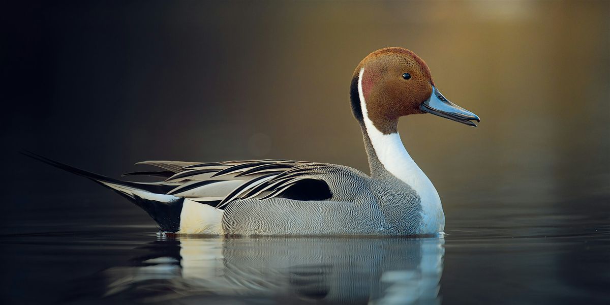 Waterfowl Craft and Explore, 21 December | Event in Wilson | AllEvents