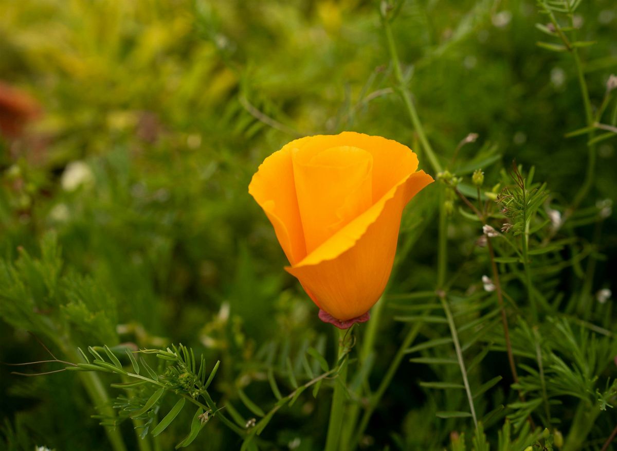 Herbs for Stress, Sleep and Resilience, 29 May | Event in Cle Elum | AllEvents