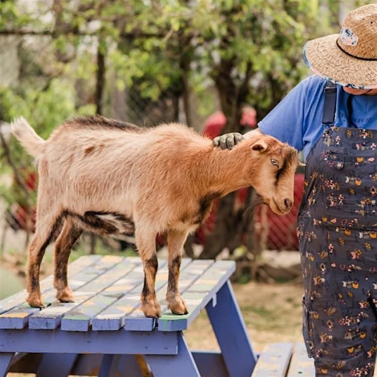 Animal Husbandry in Baltimore City, 16 August | Event in Baltimore | AllEvents