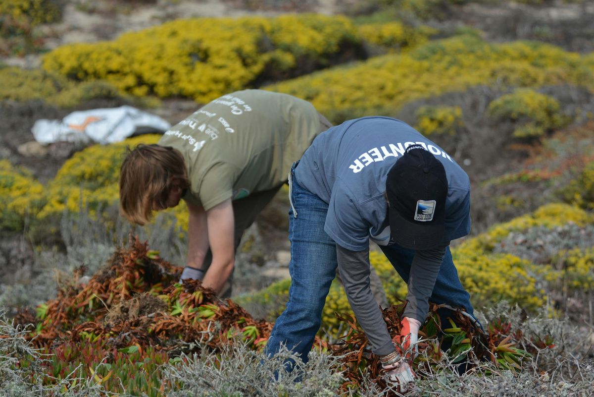 Volunteer Event: Iceplant Removal at Martin Dunes in Marina, 28 May | Event in Salinas | AllEvents