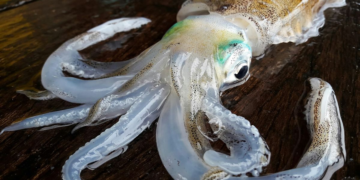 Squid Lab (Ages 7-12), 10 August | Event in Wantagh | AllEvents