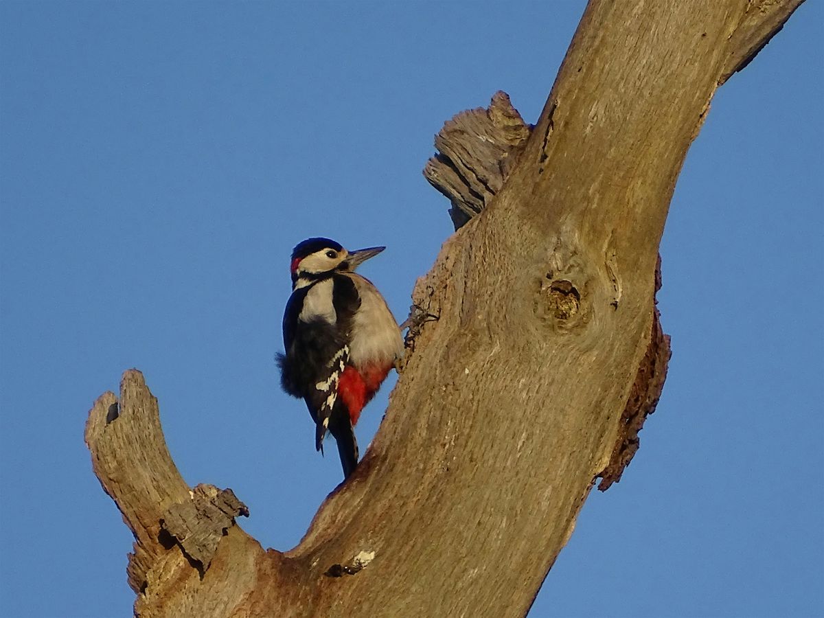 Repeat of Spring Bird Walk 2025, 17 May | Event in London | AllEvents