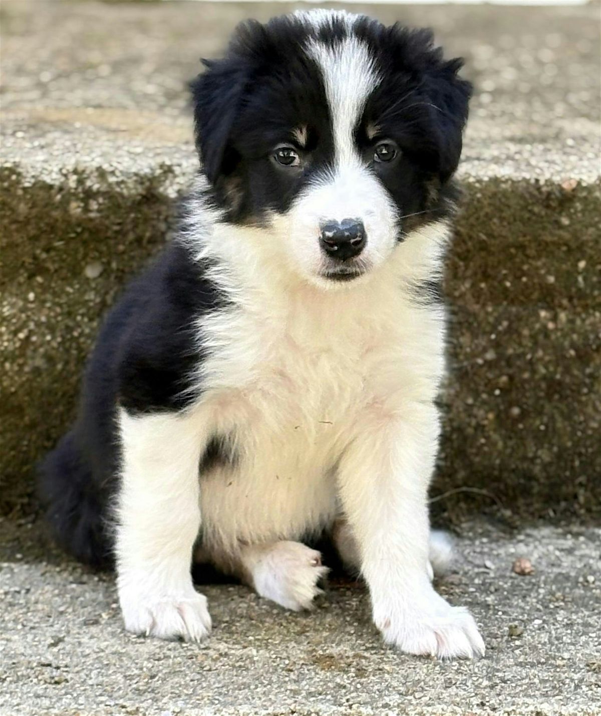 Puppy Pilates, 4 October | Event in Coventry | AllEvents