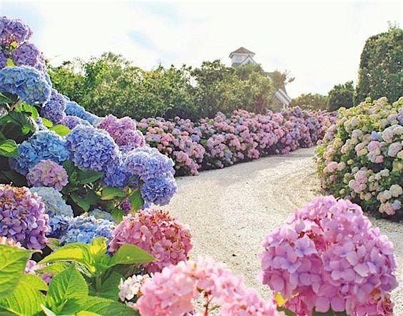 Happy Hour & Hydrangeas, 2 August | Event in Fayetteville | AllEvents