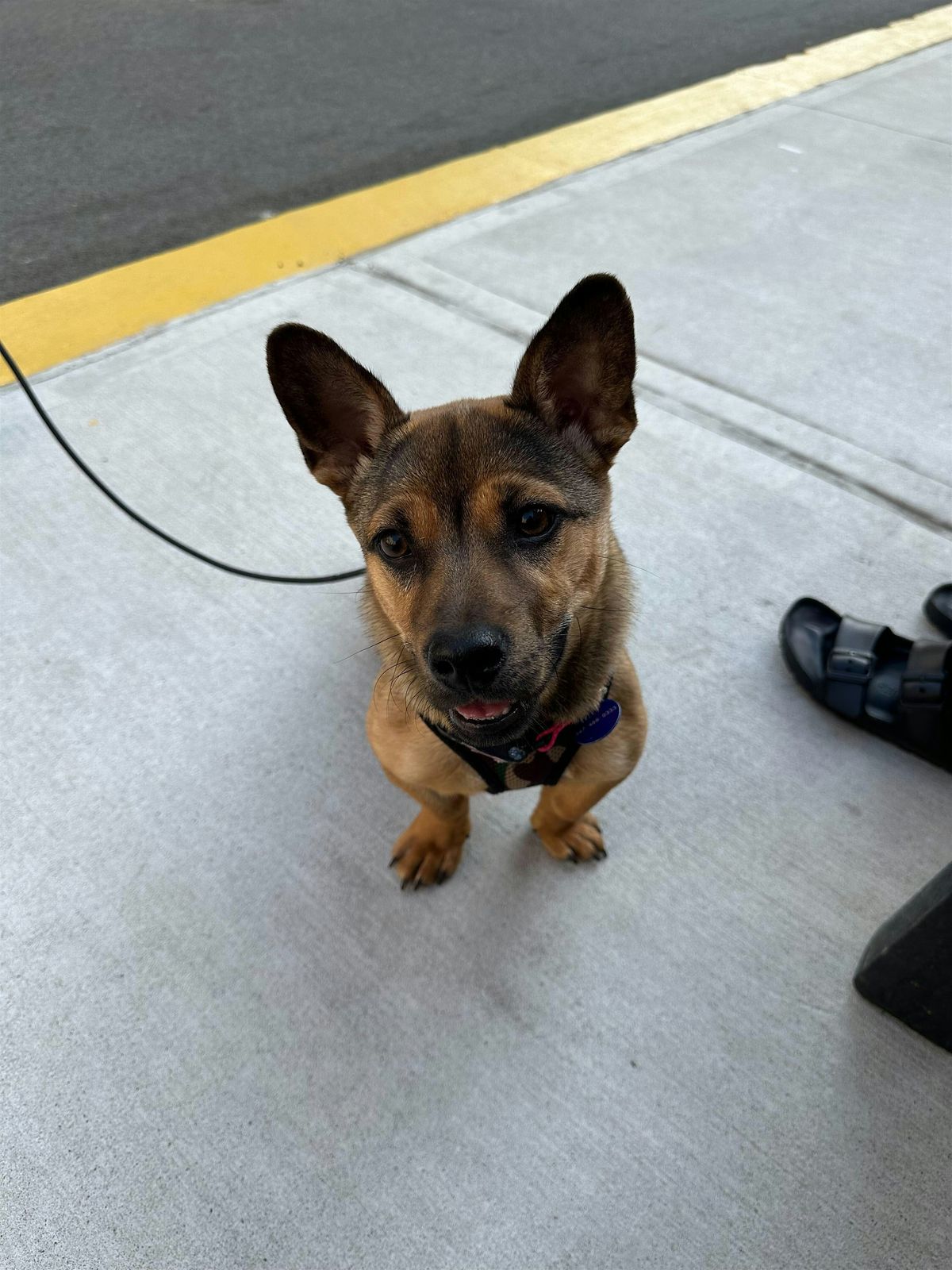 Dog Adoption Event – Petco Turtle Bay (May 17th) | Event in New York | AllEvents