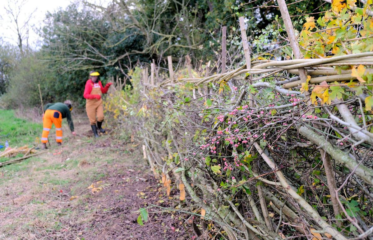 1 day Improvers Hedgelaying workshop, Monday 17th November 2025, 17 November | Event in Pennerley | AllEvents
