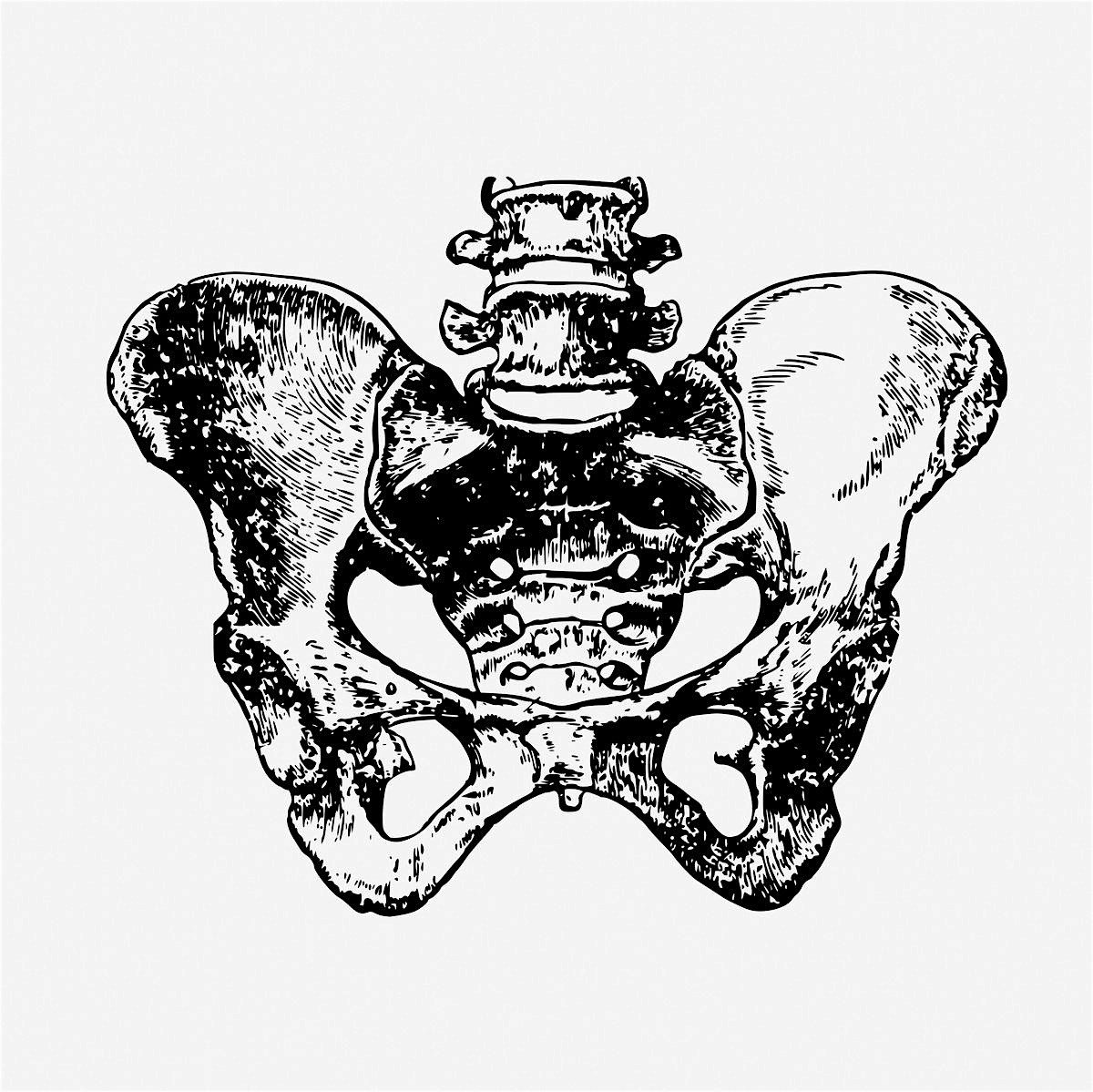 DEEP DIVE INTO YOUR PELVIS, 13 September | Event in Brighton and Hove | AllEvents