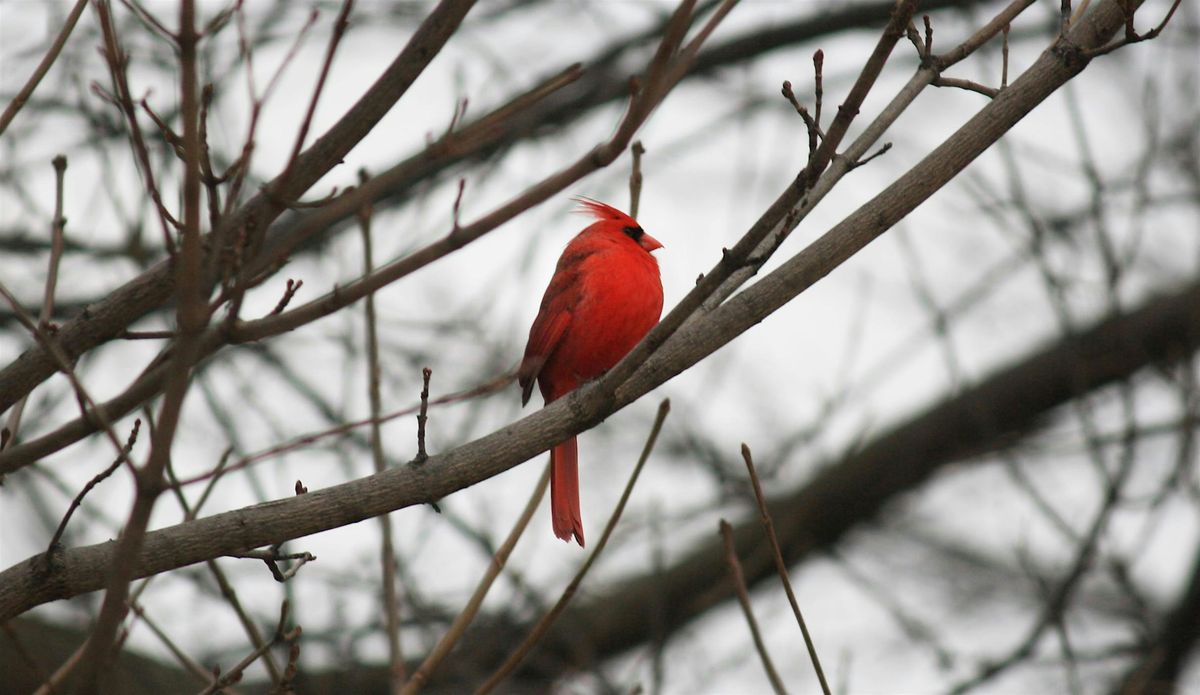 FeederWatch training session (in English), 5 December | Event in Montreal | AllEvents