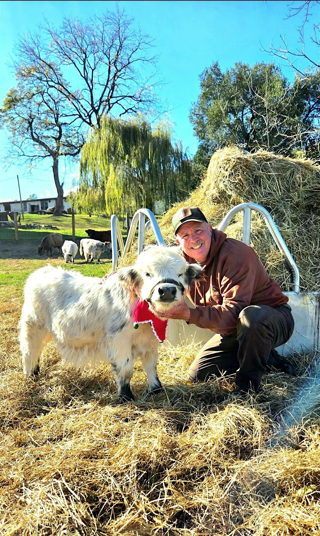 A MOO-RY CHRISTMAS CELEBRATION AT MYERS HIGHLAND COW FARMSTEAD!, 20 December | Event in Penn Laird | AllEvents