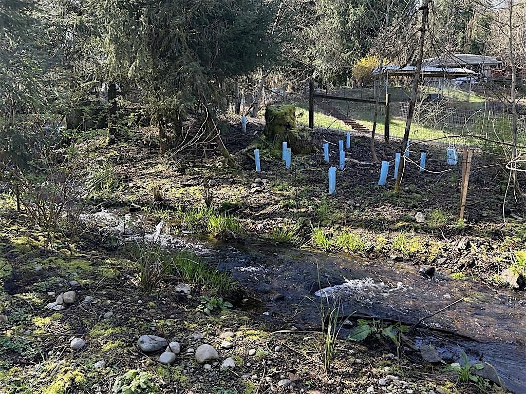 Streamside Restoration in Maple Valley - Tour, 13 September | Event in Maple Valley | AllEvents
