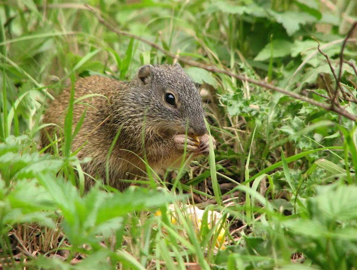 Missouri Mammals, 25 September | Event in Kansas City | AllEvents