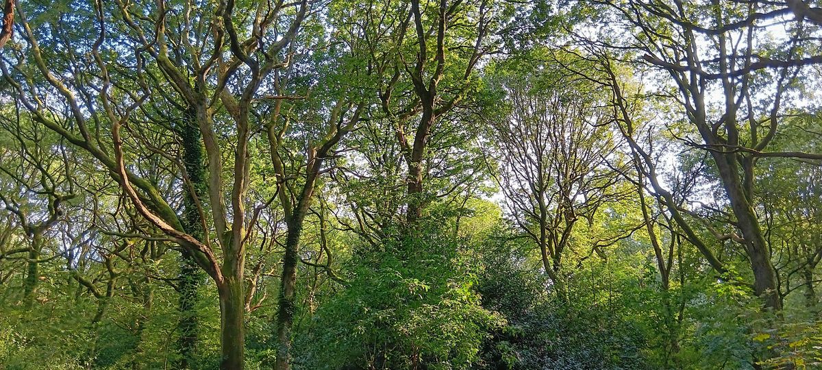 Forest Bathing at Clowes Wood, Solihull, 27 September | Event in Solihull | AllEvents
