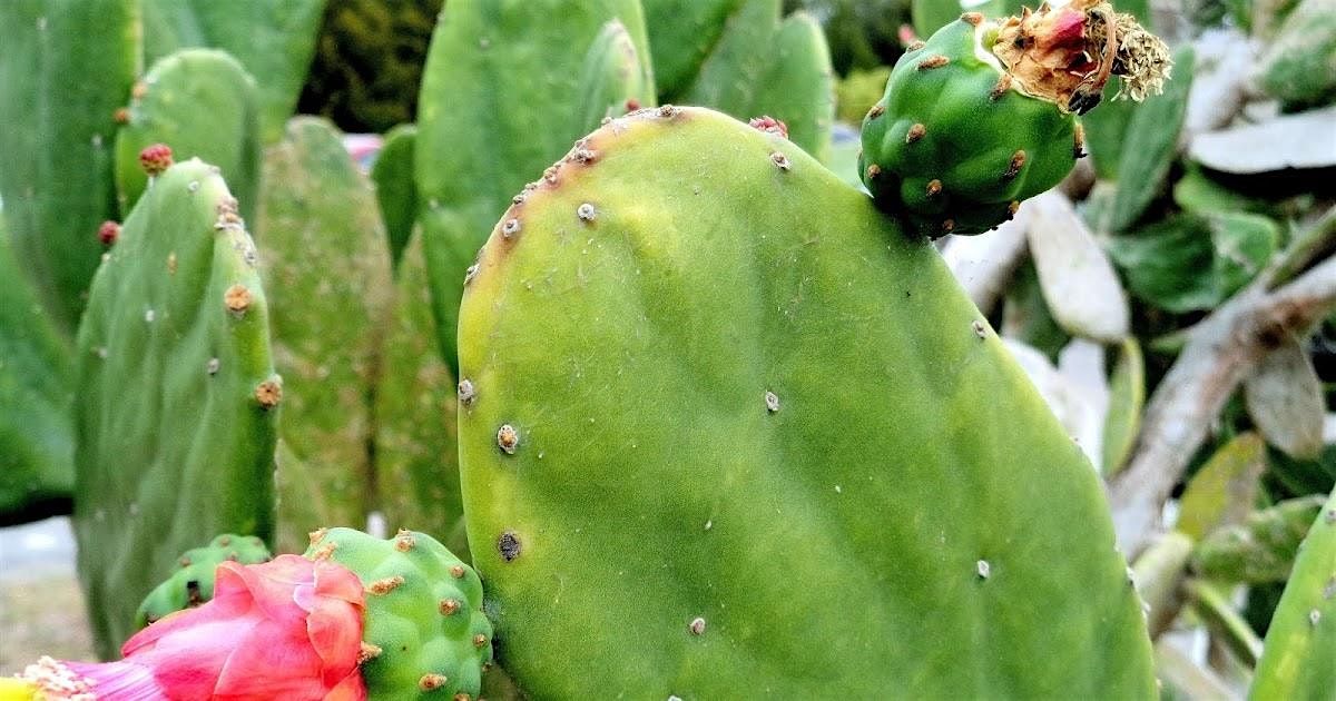 8-2-2025  Cacti & Succulents, 2 August | Event in Hudson | AllEvents