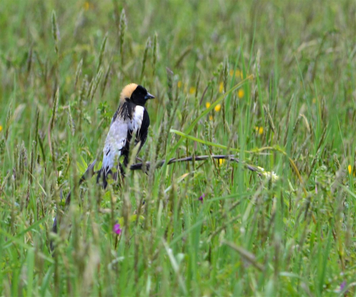 Breakfast With The Bobolinks, 28 June | Event in North Salem | AllEvents