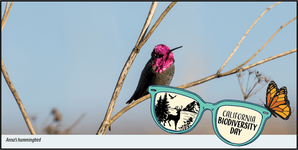 Capitol Park Bird Talk and Walk, 7 September | Event in Sacramento | AllEvents