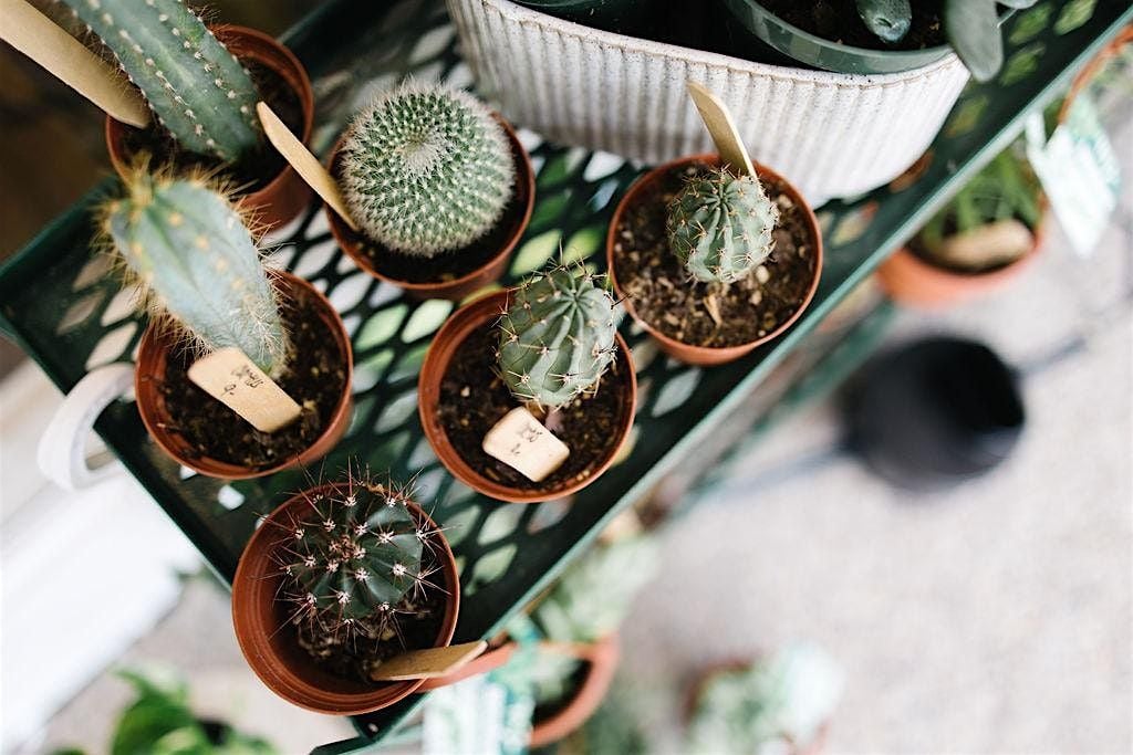 Cacti and Succulent Planter Class, 24 July | Event in Evansville | AllEvents