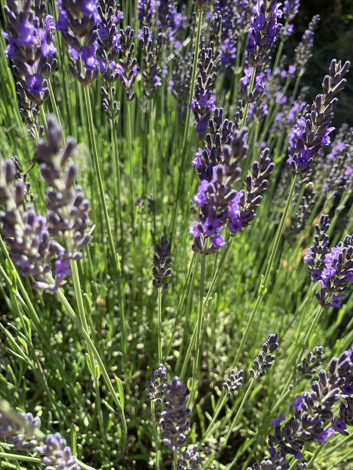 Days of Wine & Lavender Workshop - featuring Culinary Lavender, 28 June | Event in Ben Lomond | AllEvents