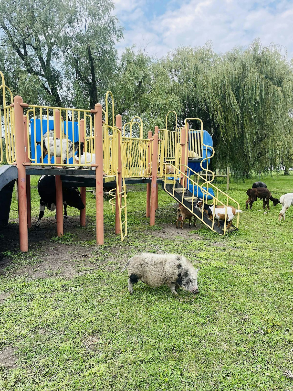 Copy of Copy of Farm and Nature Camp (afternoon), 18 August | Event in Castalia | AllEvents