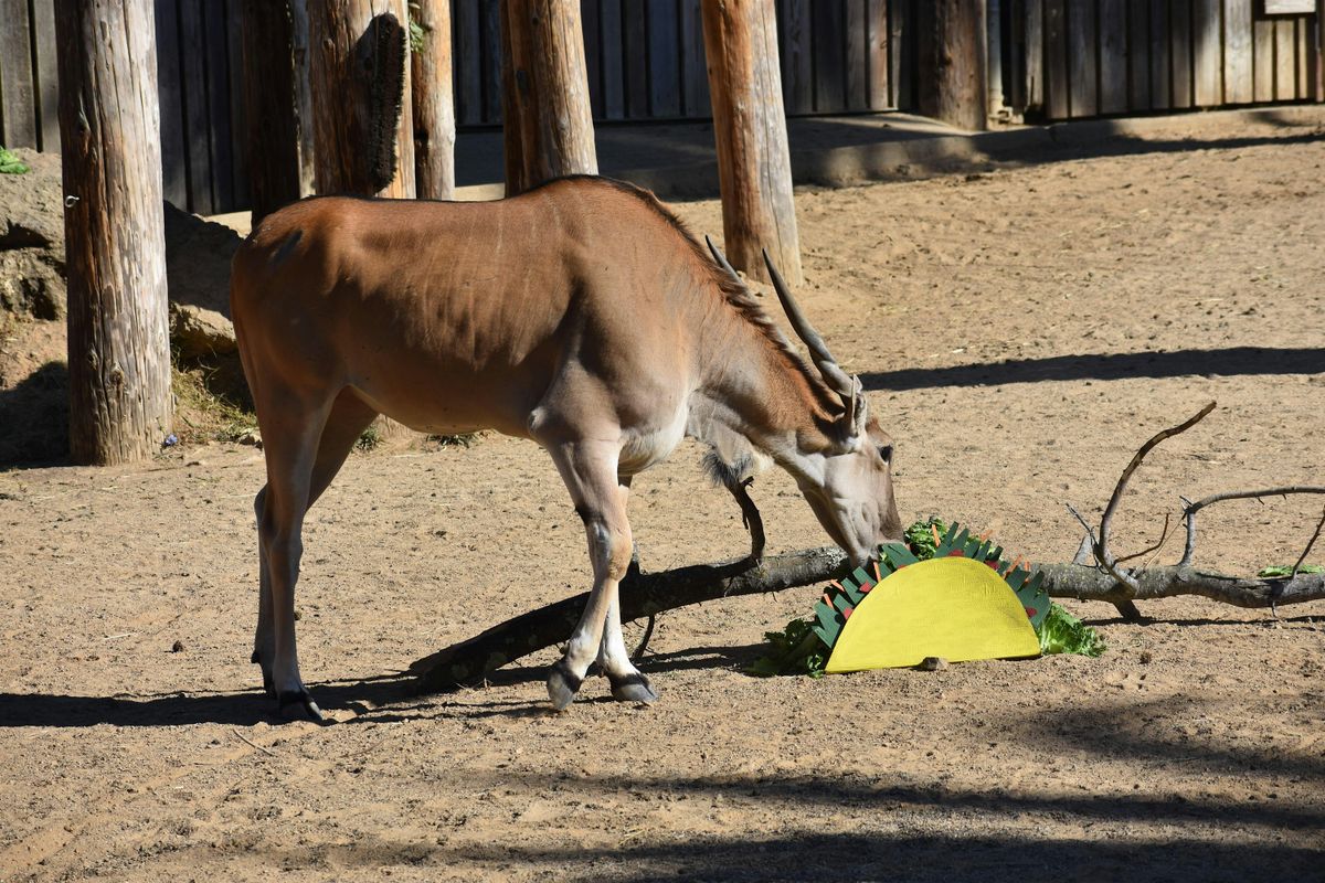 Carnivores, Herbivores, Omnivores, and Me, 24 January | Event in Oakland | AllEvents