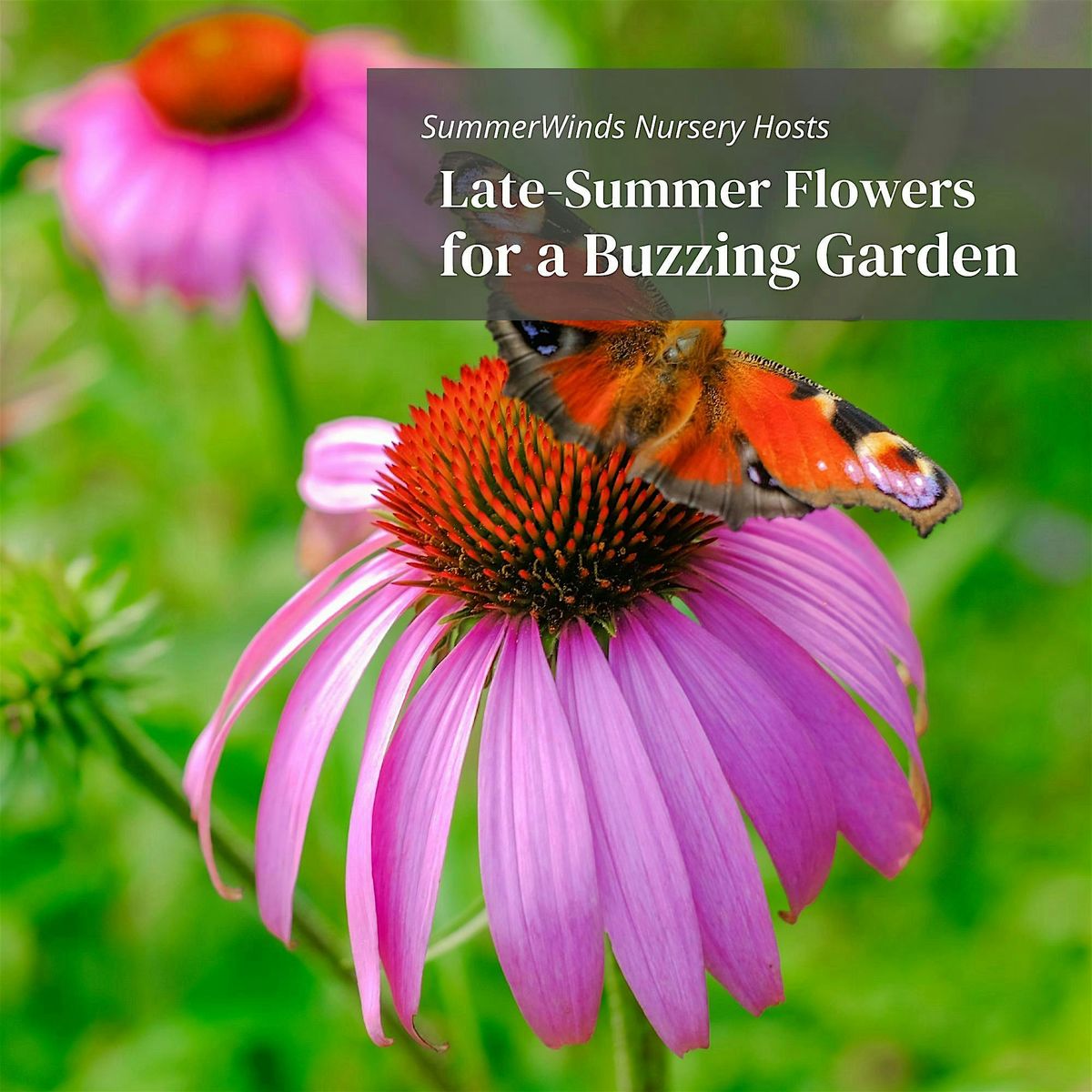 Late-Summer Flowers for a Buzzing Garden - Campbell, 17 August | Event in Campbell | AllEvents