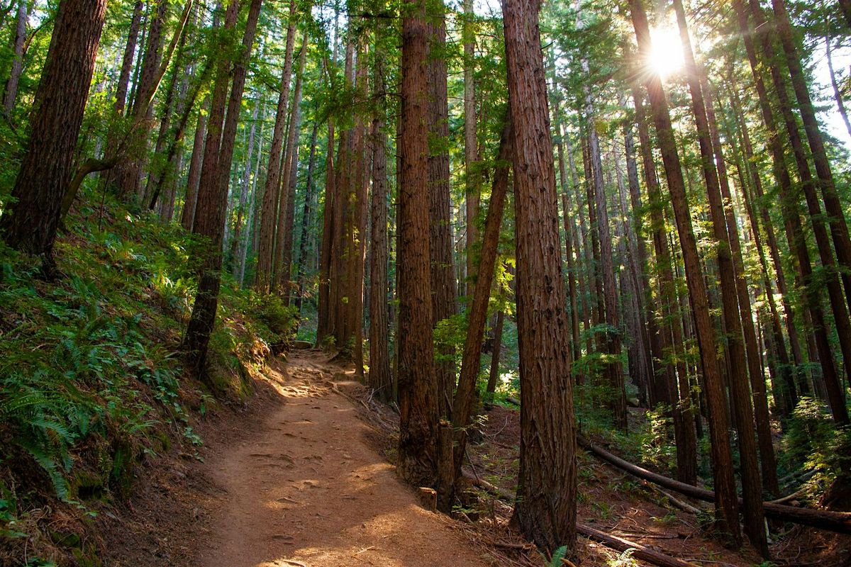 Potluck hike deep in the Redwoods, 24 May | Event in Oakland | AllEvents