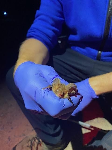 Bat Survey Licence Level 1 & Level  2  Workshop (CL17 & CL18), 13 September | Event in Bristol | AllEvents