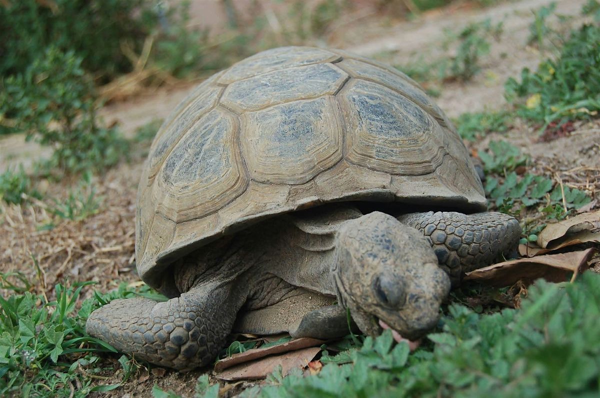 Turtle & Tortoise Show, 4 October | Event in Redlands | AllEvents
