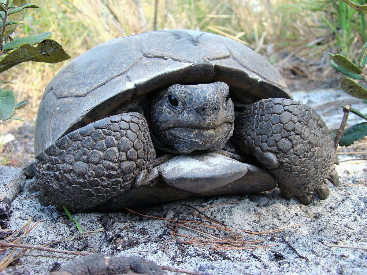 Gopher Tortoises + Prescribed Fire = Increased Biodiversity, 20 September | Event in Tarpon Springs | AllEvents