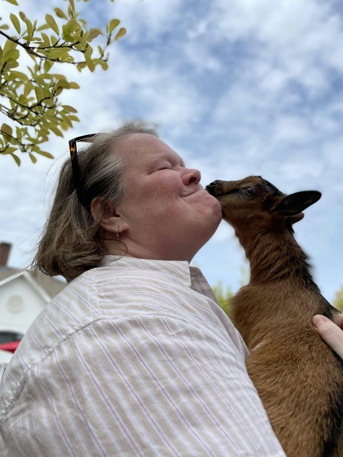 Goats on the Green - Happy 4th in Madison, CT, 4 July | Event in Madison | AllEvents