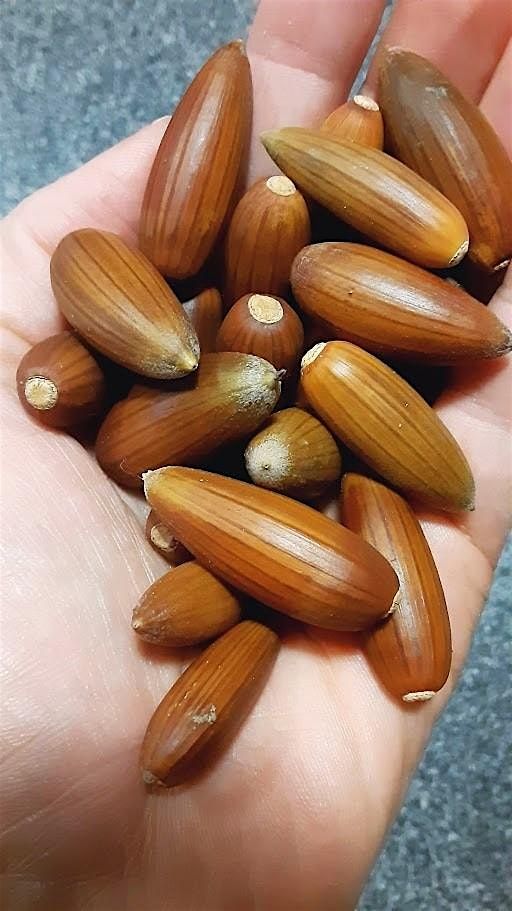 Acorn Harvester Training 2025 Part 2: Field Training, 13 September | Event in Sloughhouse | AllEvents