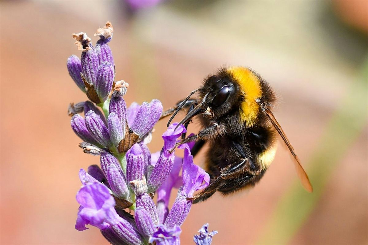 What's All the Buzz About?, 8 August | Event in Minburn | AllEvents