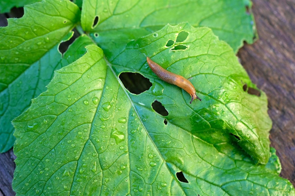 Slug Hunting: Know Your Enemy at Stark, 30 August | Event in Portland | AllEvents